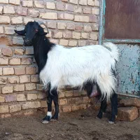 بز و بزغاله