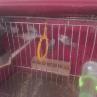 فروش مرغ عشق