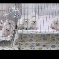 خرس خالص وارداتی