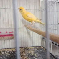 ماده قناری درشت