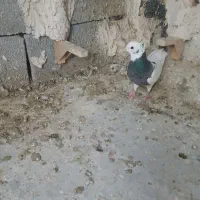 طوقی ماده|پرنده|شیراز, کفترک|دیوار