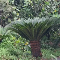 سیکاس