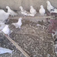 ۱۵ عدد کبوتر