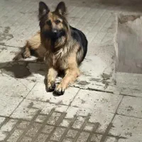 سگ ژرمن نر و ماده اصیل