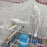 ۳جفت عروس نروماده