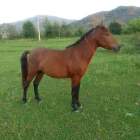 . باری  سواری