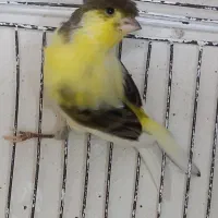 ماده قناری کاکلی