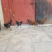 مرغ