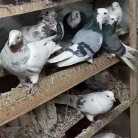 کفتر تهرانی