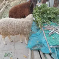 بره نر شیشک امسالی خوشگل|حیوانات مزرعه|هشتگرد, تهران دشت|دیوار