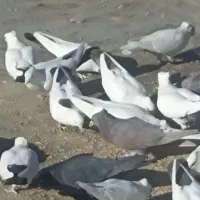 کبوترنقشی|پرنده|اصفهان, قلعه جوم|دیوار