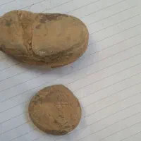 فسیل دوکفه‌ای|کلکسیون اشیاء عتیقه|تهران, فلاح|دیوار