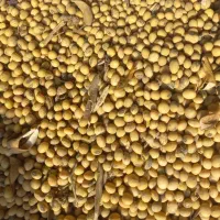 بذر سویا ( لوبیا روغنی )