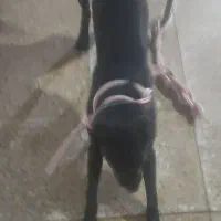 سگ خارجی جهت نگهبانی فوقالعاده باهوش وحرف گوش کن|سگ|کرمانشاه, |دیوار