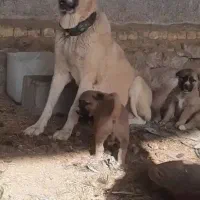 لاس پژدر