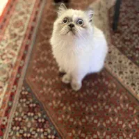 گربه پرشین هیمالین ماده