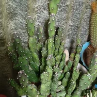 گل بادمجانی