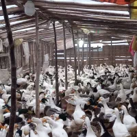 اردک فروش فوری قیمت مناسب|حیوانات مزرعه|چاف و چمخاله, |دیوار