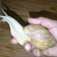 حلزون درمانی