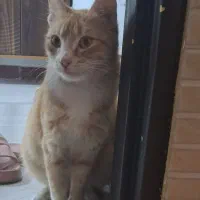 واگذاری گربه ماده یک ساله سالم dsh