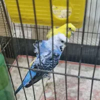 مرغ عشق پروانه ای مولد با۴جوجه|پرنده|اندیمشک, |دیوار