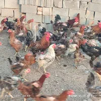 فروش مرغ خروس اوردک روسی غوغاز در خدمتیم|حیوانات مزرعه|بجنورد, |دیوار