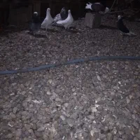 فروش کبوتر نر ماده و جفت|پرنده|بابل, |دیوار