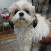 شیتسو سوپر فلت