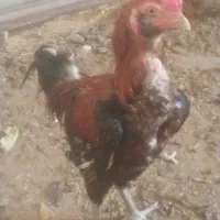 خروس لاری