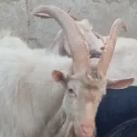 فروش بز نر سانن|حیوانات مزرعه|ماهدشت, |دیوار