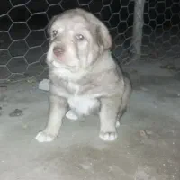 توله پژدر