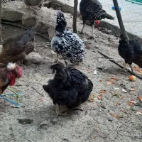 مرغ وخروس محلی قایمیه|حیوانات مزرعه|کوه چنار, |دیوار