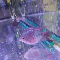 ماهی فلاور|ماهی|قدس, شهر‌قدس|دیوار