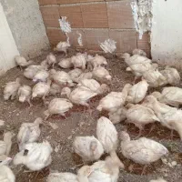 جوجه بوقلمون بیوتی گوشتی|حیوانات مزرعه|بهشهر, |دیوار