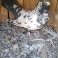 کبوتر فروشی