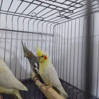 طوطی عروس هلندی|پرنده|بوئین زهرا, |دیوار