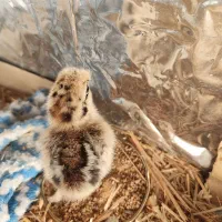 فروش جوجه ابریشمی|حیوانات مزرعه|خرمشهر, |دیوار