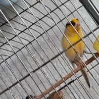 جفت قناری با۴ جوجه