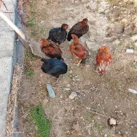 فروش‌بوقلمون‌ومرغ‌وخروس