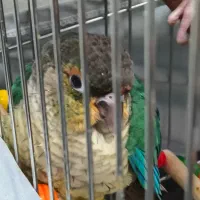 طوطی گیرینچیک