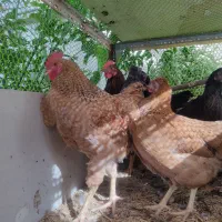 خروس گل باقالی جوان|حیوانات مزرعه|شیراز, کوزه گری|دیوار