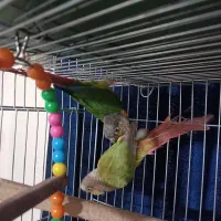 پرنده برزیلی|پرنده|ری, فیروزآبادی|دیوار