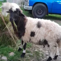 گاو گوسفند گوساله|حیوانات مزرعه|صومعه‌سرا, |دیوار