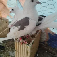 کتمار چنگ سیاه