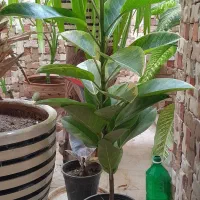 گل فیکوس و سوسن و پاندانوس و دیفن باخیا|گل مصنوعی|یزد, |دیوار