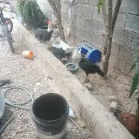 9عدد مرغ با 2عدد خروس|حیوانات مزرعه|شیراز, کرونی(خاتونک)|دیوار