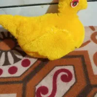 اسباب بازی|اسباب‌بازی بچه|بروجن, |دیوار