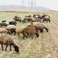 گوسفند(میش)بابره.