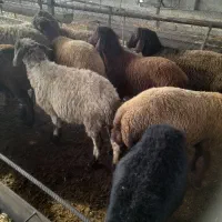 بره|حیوانات مزرعه|گرگان, |دیوار