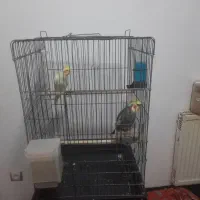 یک جفت عروس هلندی سالم وسرحال جوجه بزرگ کن به شرط
